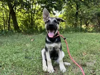 Marge, a female German Shepherd Dog for sale in Edwards, MO – 4 of 5