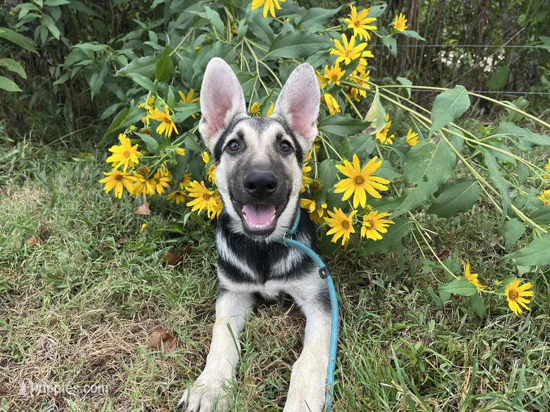 Rita – German Shepherd Dog puppy for sale in Edwards, MO