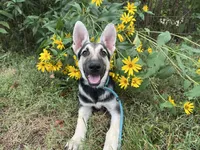 Rita, a female German Shepherd Dog for sale in Edwards, MO – 1 of 5