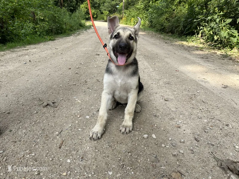 Daisy – German Shepherd Dog puppy for sale in Edwards, MO