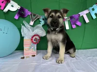 Sandy, a female German Shepherd Dog for sale in Edwards, MO – 3 of 10