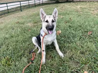 Daisy , a female German Shepherd Dog for sale in Edwards, MO – 6 of 6