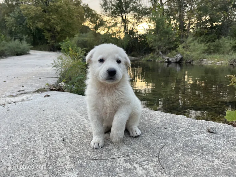 Opal – German Shepherd Dog puppy for sale in Edwards, MO