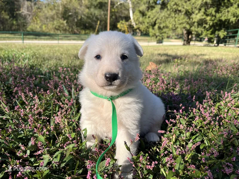 Sly – German Shepherd Dog puppy for sale in Edwards, MO
