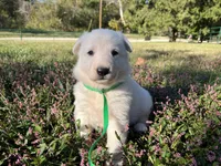 Sly, a female German Shepherd Dog for sale in Edwards, MO – 1 of 10
