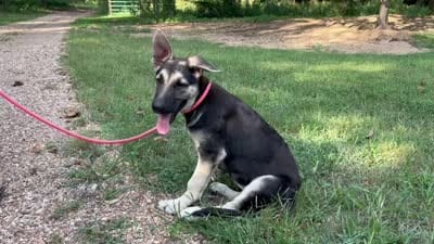 Marge, a female German Shepherd Dog for sale in Edwards, MO – 5 of 5