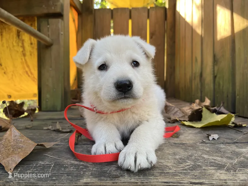 Yip – German Shepherd Dog puppy for sale in Edwards, MO