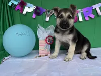 Daisy, a female German Shepherd Dog for sale in Edwards, MO – 4 of 6