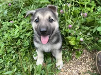 Daisy, a female German Shepherd Dog for sale in Edwards, MO – 3 of 6