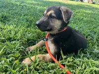 Clover, a female German Shepherd Dog for sale in Edwards, MO – 2 of 6