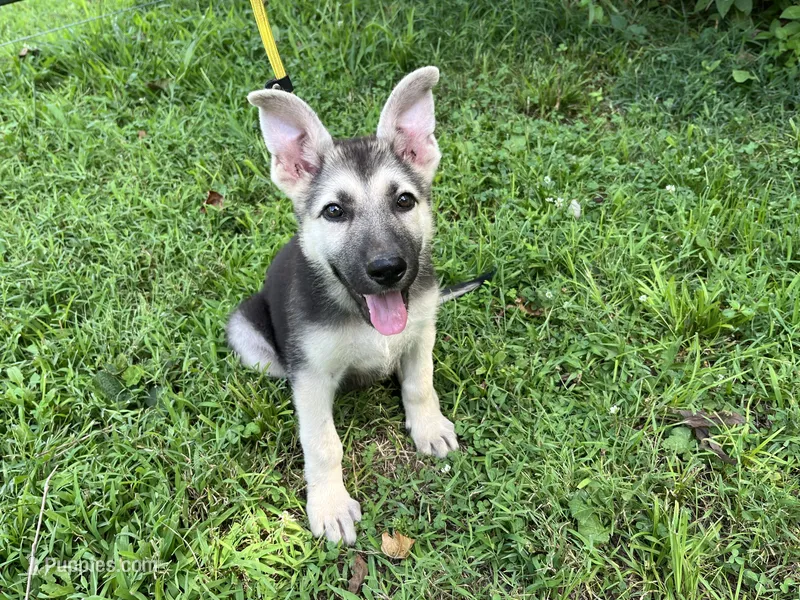 Sandy – German Shepherd Dog puppy for sale in Edwards, MO