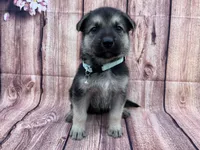 Sandy, a female German Shepherd Dog for sale in Edwards, MO – 1 of 8