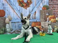 Daisy , a female German Shepherd Dog for sale in Edwards, MO – 4 of 6