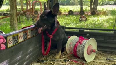 Blossom , a female German Shepherd Dog for sale in Edwards, MO – 9 of 10