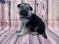 Silver, a male German Shepherd Dog for sale in Edwards, MO – 3 of 9