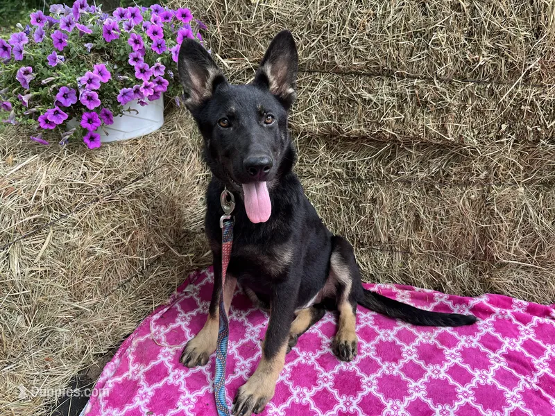 Blossom  – German Shepherd Dog puppy for sale in Edwards, MO