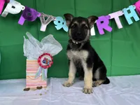 Meadow, a female German Shepherd Dog for sale in Edwards, MO – 3 of 10