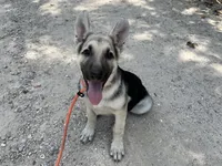 Daisy, a female German Shepherd Dog for sale in Edwards, MO – 2 of 10