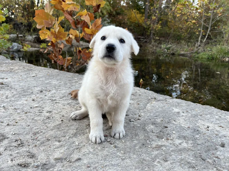 Opal – German Shepherd Dog puppy for sale in Edwards, MO