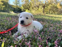 Yip, a male German Shepherd Dog for sale in Edwards, MO – 2 of 5