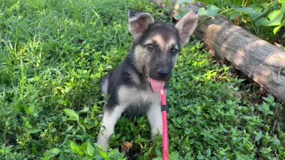 Meadow, a female German Shepherd Dog for sale in Edwards, MO – 10 of 10