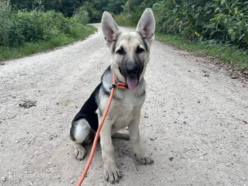 Daisy – German Shepherd Dog puppy for sale in Edwards, MO