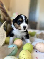 Light Pink, a female Australian Shepherd for sale in Casco Township, MI – Photo 2 of 4