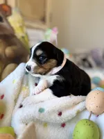 Light Pink, a female Australian Shepherd for sale in Casco Township, MI – Photo 4 of 4