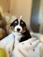 Light Pink, a female Australian Shepherd for sale in Casco Township, MI – Photo 3 of 4