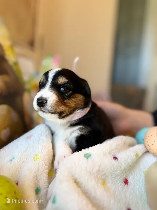 Light Pink – Australian Shepherd puppy for sale in Casco Township, MI