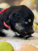 Red, a male Australian Shepherd for sale in Casco Township, MI – Photo 4 of 4