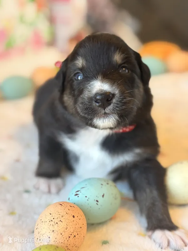 Red – Australian Shepherd puppy for sale in Casco Township, MI