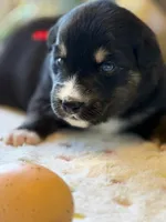 Red, a male Australian Shepherd for sale in Casco Township, MI – Photo 2 of 4