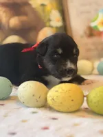 Red, a male Australian Shepherd for sale in Casco Township, MI – Photo 3 of 4