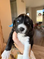 Blue, a male Australian Shepherd for sale in Casco Township, MI – Photo 3 of 4