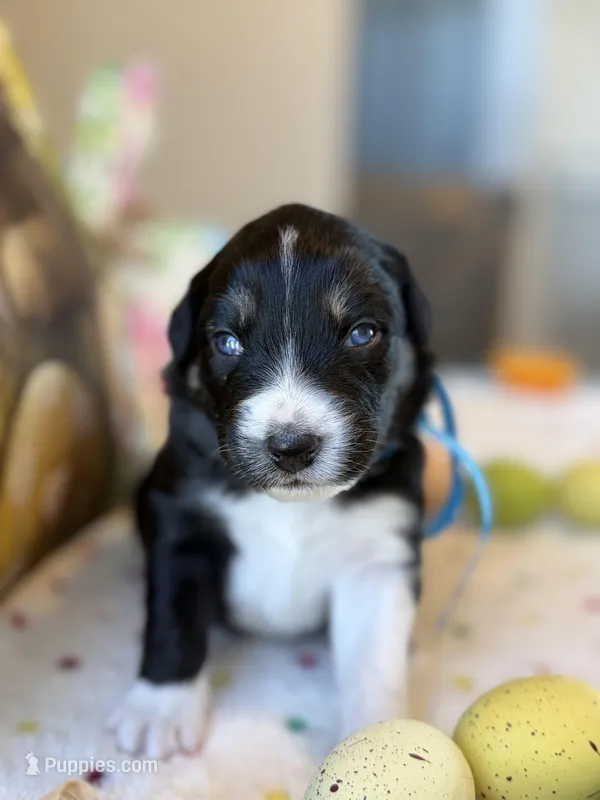 Blue – Australian Shepherd puppy for sale in Casco Township, MI