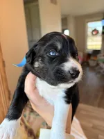 Blue, a male Australian Shepherd for sale in Casco Township, MI – Photo 4 of 4