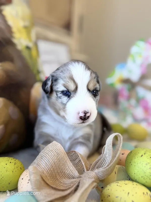 Dark Pink – Australian Shepherd puppy for sale in Casco Township, MI