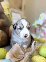Dark Pink, a female Australian Shepherd for sale in Casco Township, MI – Photo 1 of 5