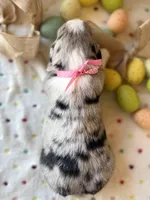 Dark Pink, a female Australian Shepherd for sale in Casco Township, MI – Photo 4 of 5