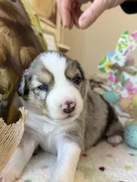 Dark Pink, a female Australian Shepherd for sale in Casco Township, MI – Photo 5 of 5