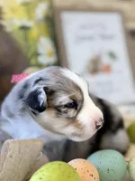 Dark Pink, a female Australian Shepherd for sale in Casco Township, MI – Photo 3 of 5