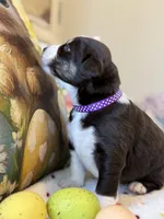 Purple, a female Australian Shepherd for sale in Casco Township, MI – Photo 2 of 4