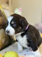 Purple, a female Australian Shepherd for sale in Casco Township, MI – Photo 3 of 4