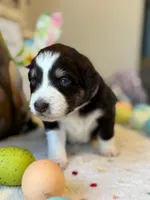 Purple, a female Australian Shepherd for sale in Casco Township, MI – Photo 4 of 4