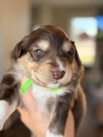 Green, a male Australian Shepherd for sale in Casco Township, MI – Photo 4 of 4