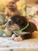 Green, a male Australian Shepherd for sale in Casco Township, MI – Photo 3 of 4