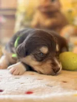 Green, a male Australian Shepherd for sale in Casco Township, MI – Photo 2 of 4