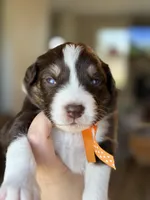 Orange, a male Australian Shepherd for sale in Casco Township, MI – Photo 2 of 4