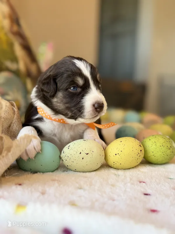 Orange – Australian Shepherd puppy for sale in Casco Township, MI